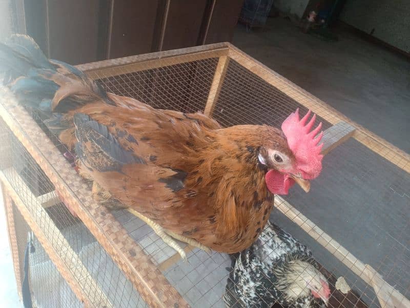 Golden Misri male & female  (ghr k pale aor aandey dete hn) 7