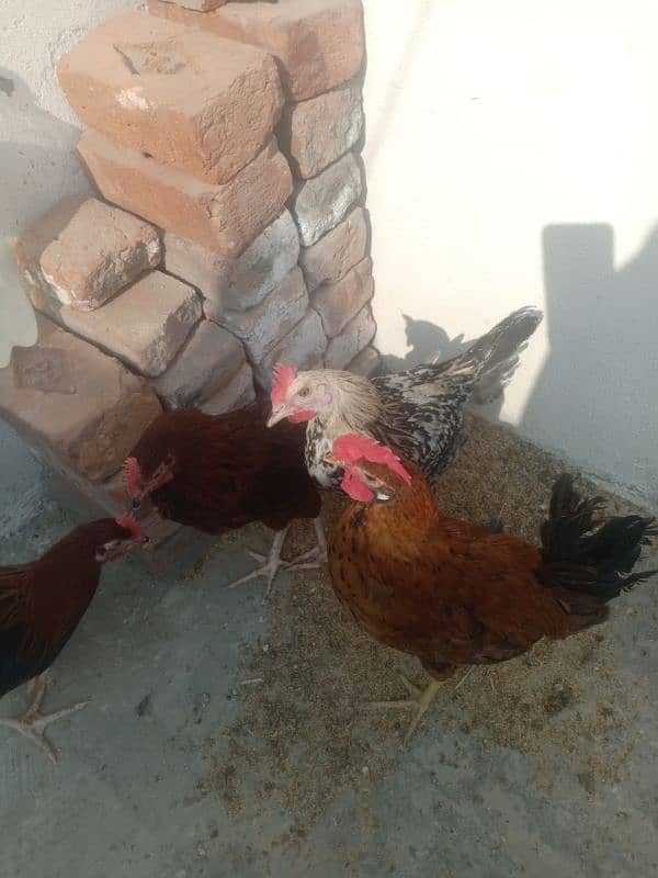 Golden Misri male & female  (ghr k pale aor aandey dete hn) 11