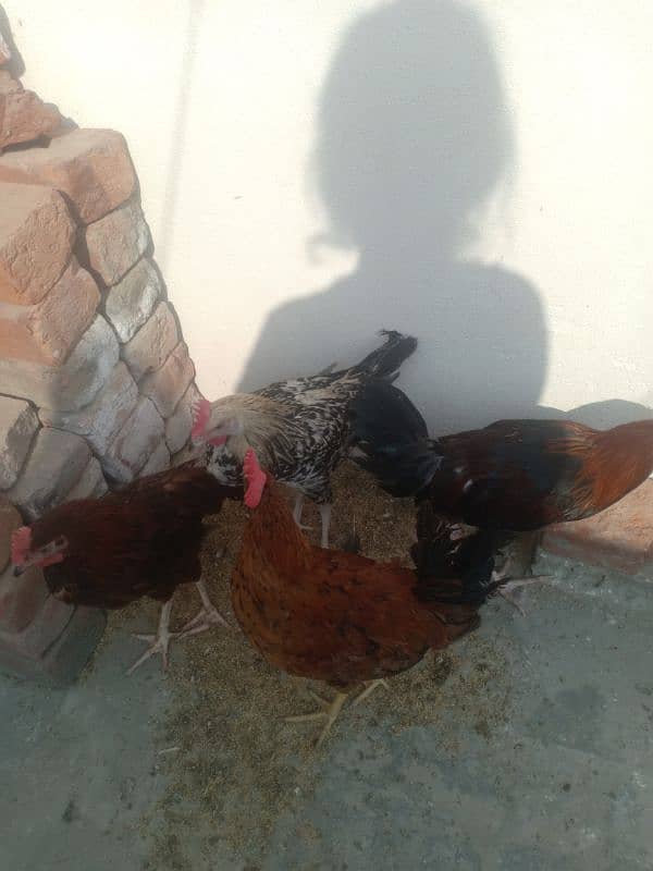 Golden Misri male & female  (ghr k pale aor aandey dete hn) 12