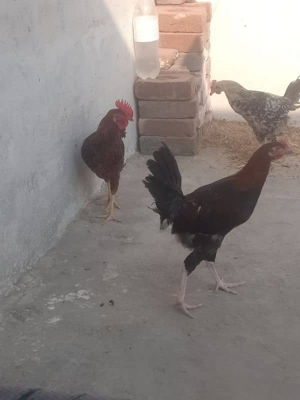 Golden Misri male & female  (ghr k pale aor aandey dete hn) 15