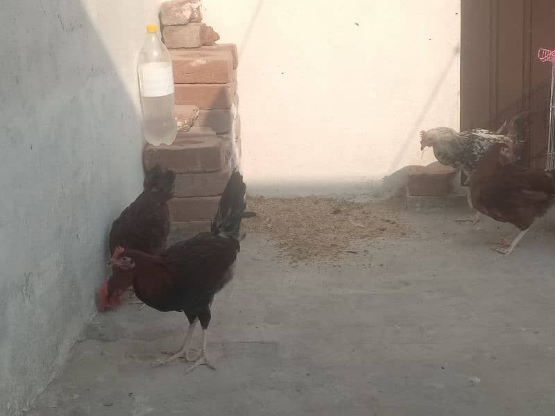 Golden Misri male & female  (ghr k pale aor aandey dete hn) 16