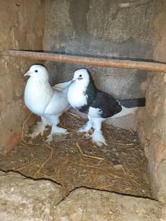 fancy pigeon for sale