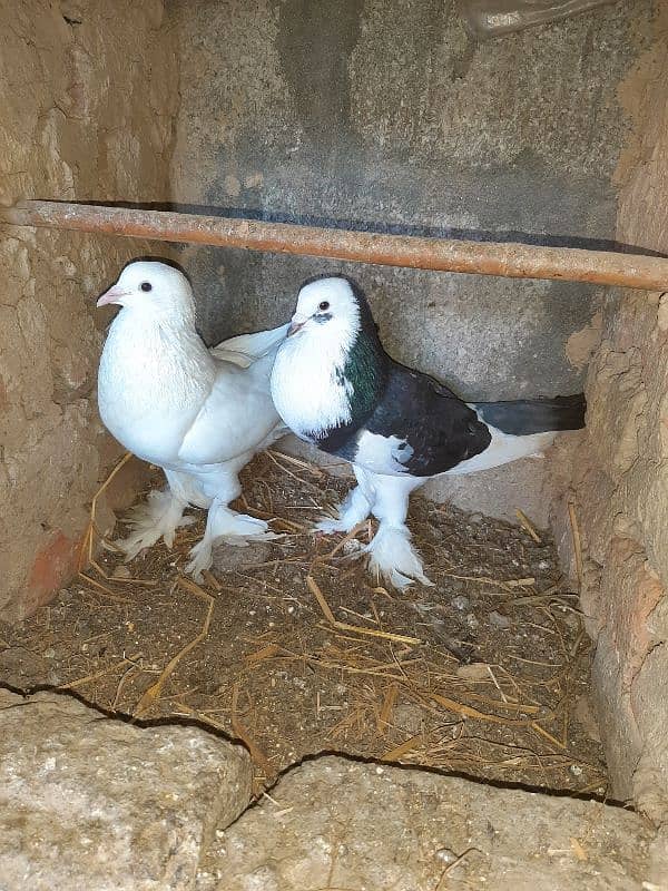 fancy pigeon for sale 0