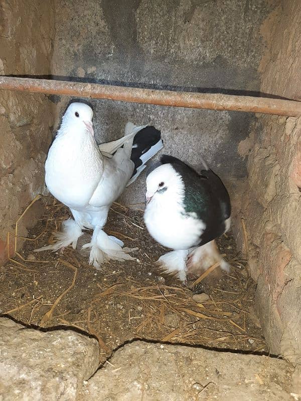 fancy pigeon for sale 1