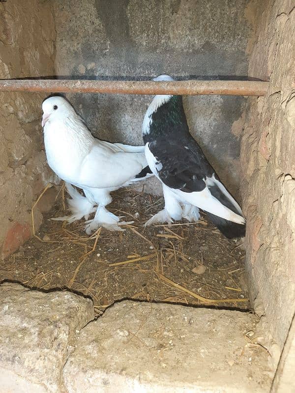 fancy pigeon for sale 2