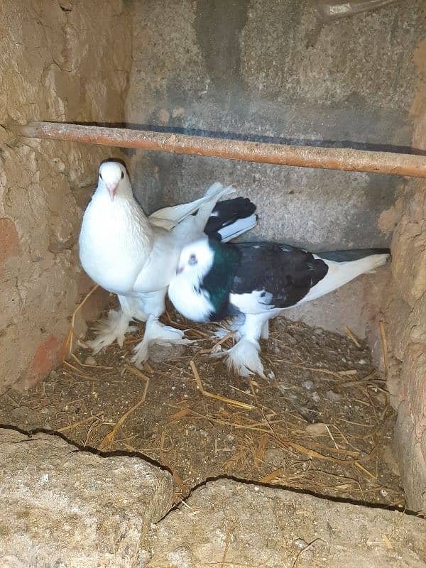 fancy pigeon for sale 3