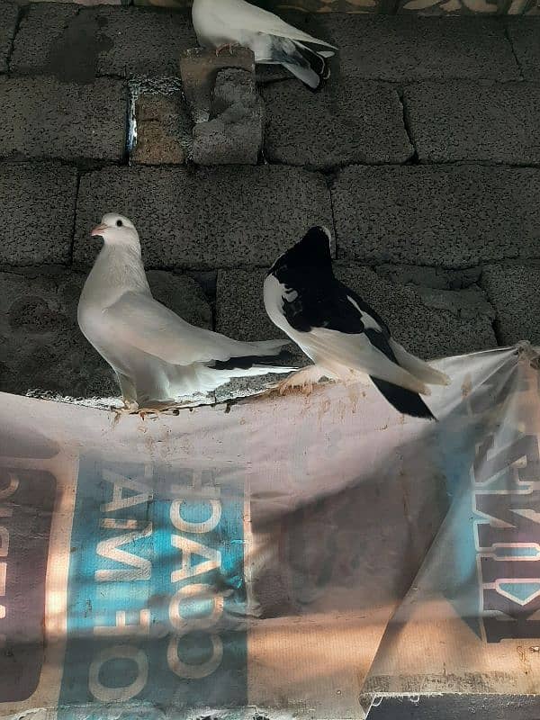 fancy pigeon for sale 4