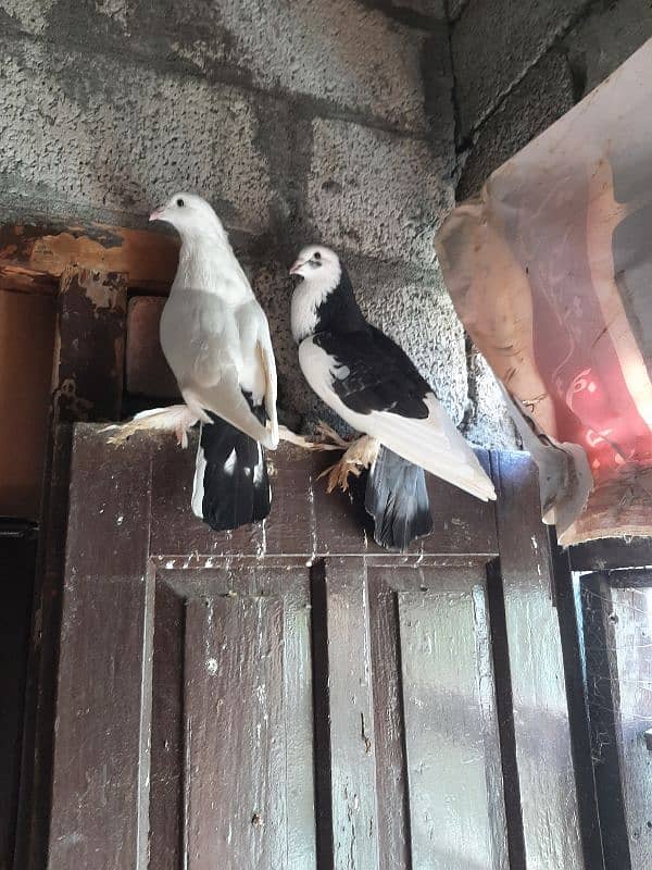 fancy pigeon for sale 5