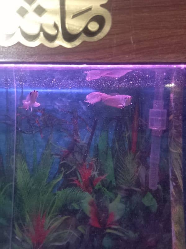 Albino & Silver Arowana 1