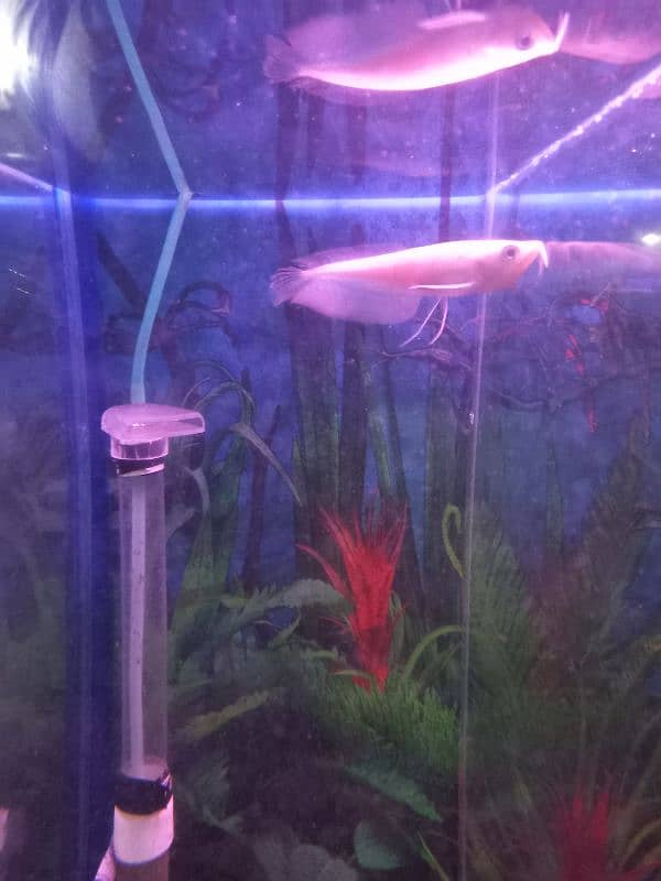 Albino & Silver Arowana 2