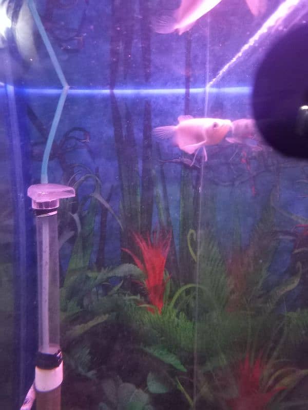 Albino & Silver Arowana 3