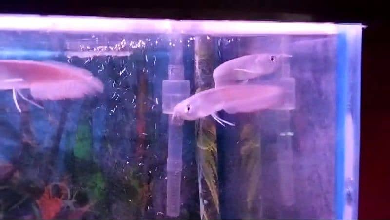 Albino & Silver Arowana 5