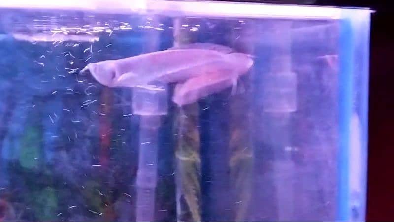 Albino & Silver Arowana 6