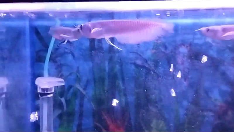 Albino & Silver Arowana 7