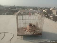 birds cage for sale.