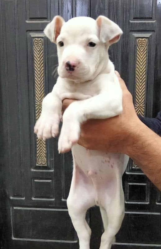 pitbull . American pitbull. age 2 months non pedigree for sale. 0