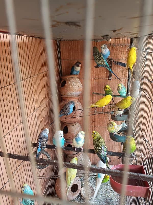 Parrot for sale with cage 2