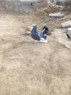 pigeons