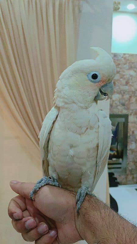 Goffin Cockatoo 0