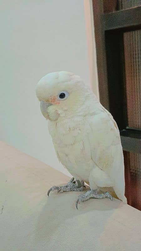 Goffin Cockatoo 1