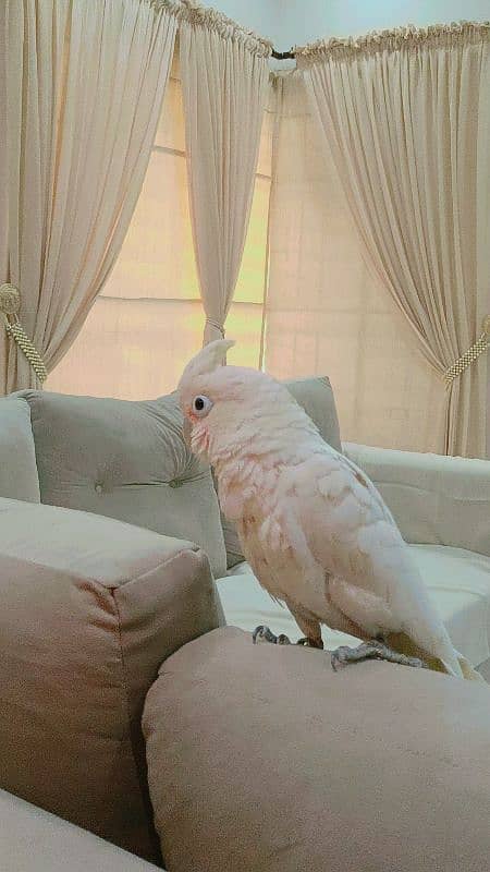 Goffin Cockatoo 2