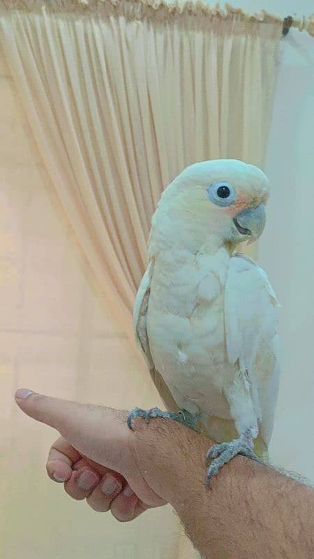 Goffin Cockatoo 10