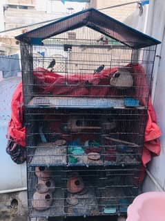 birds cage condition 10/8