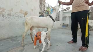 Teddy bakri with female kid looking for a new shel