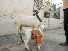 Teddy bakri with kid looking for a new shelter