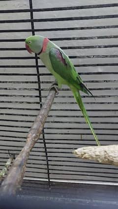 raw Parrot breed meal