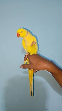 yellow ringneck male talking face to face