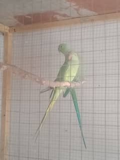 green kahta parrot 100% breeder