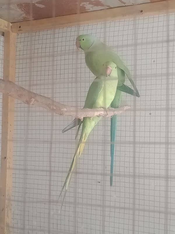 green kahta parrot 100% breeder 1