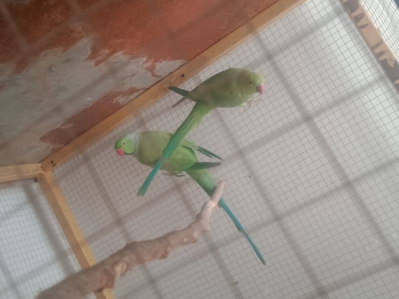 green kahta parrot 100% breeder 3