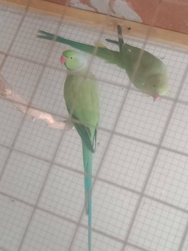 green kahta parrot 100% breeder 4