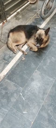 German shepherd full active