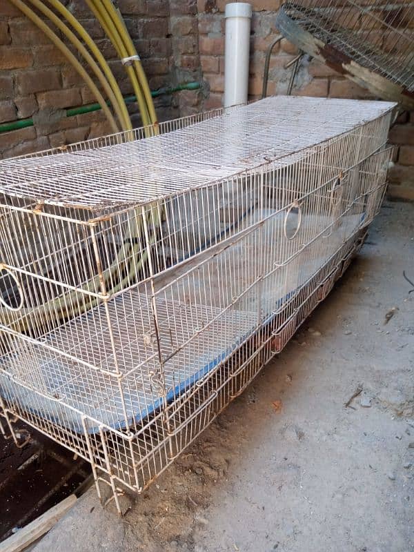 Hens and perrot Cage 0