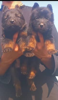 Black German Shepherd Pair | German Shepherd Long Coat Puppies