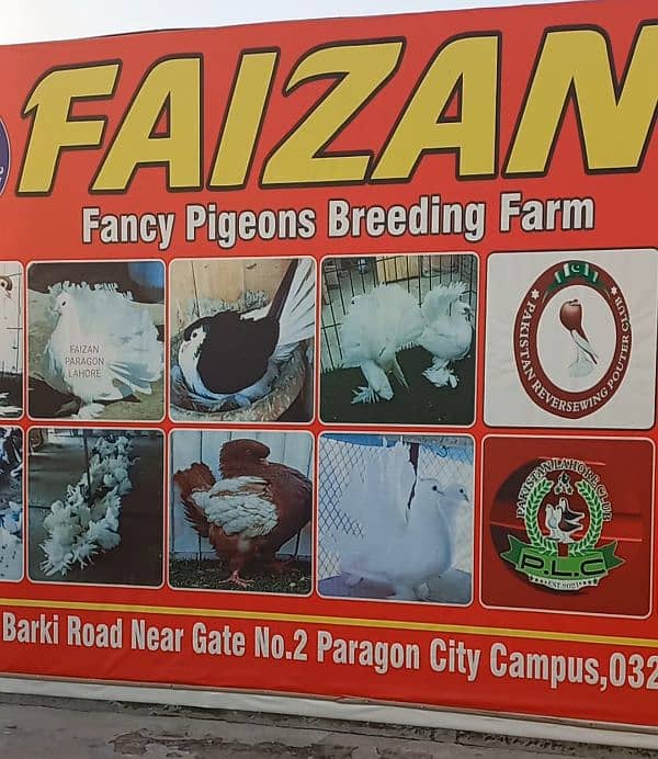 A huge range of pigeons are available here 1