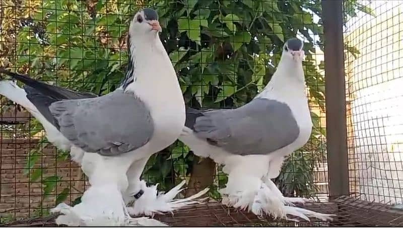 A huge range of pigeons are available here 3