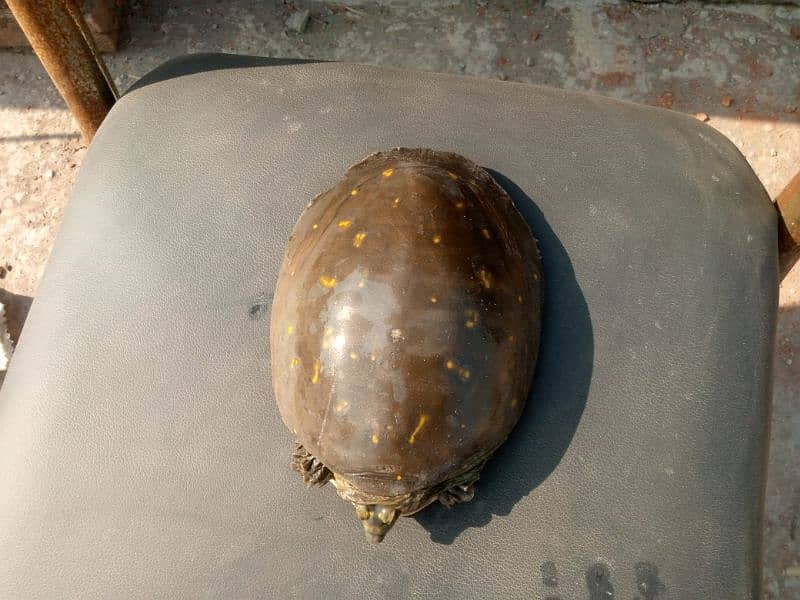 Tortoise kachwa 0