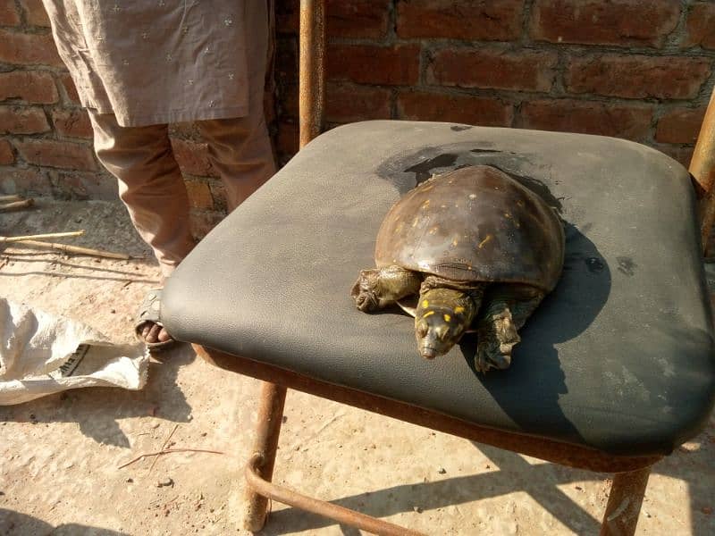 Tortoise kachwa 3