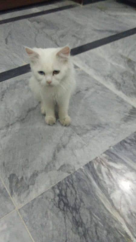 Persian cat for sale ( blue and red eyes ) 0