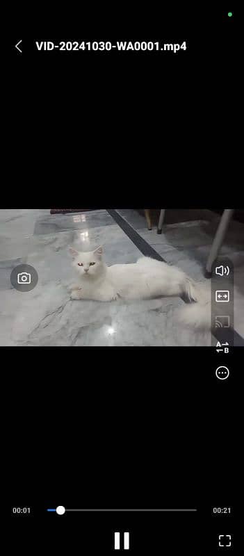 Persian cat for sale ( blue and red eyes ) 1