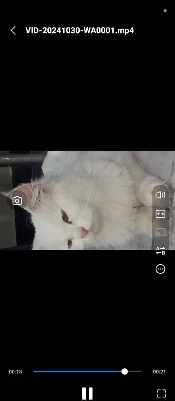 Persian cat for sale ( blue and red eyes ) 2