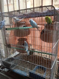 Budgies, pairs healthy and active or pathy bhi available he