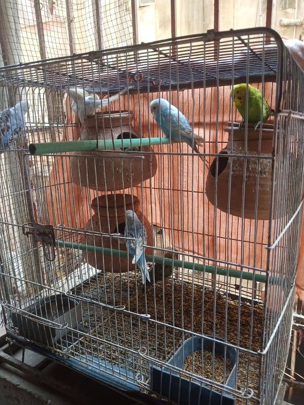 Budgies, pairs healthy and active or pathy bhi available he 0