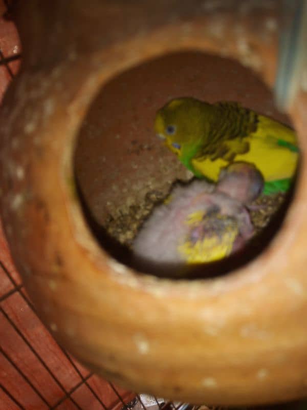 Budgies, pairs healthy and active or pathy bhi available he 1