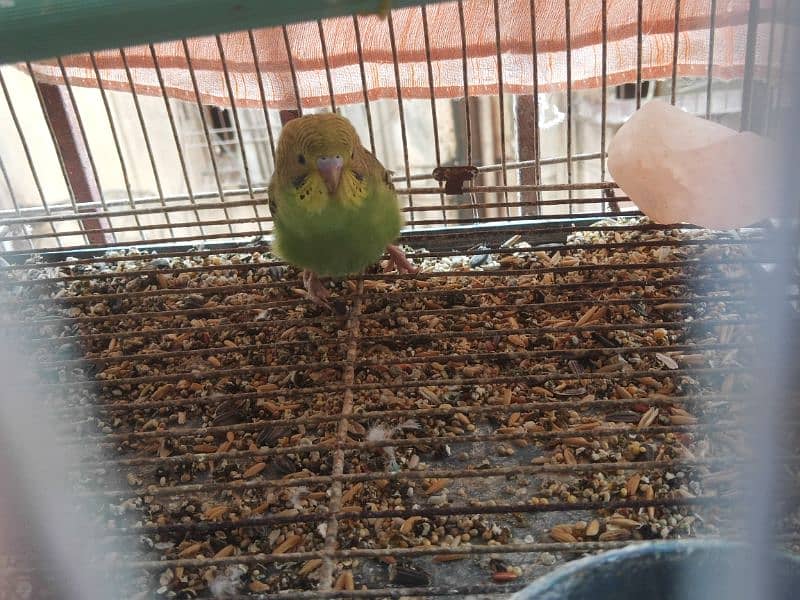 Budgies, pairs healthy and active or pathy bhi available he 2