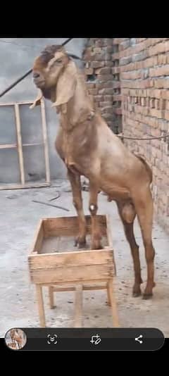 maki cena kasi bakra for sale 03340005264